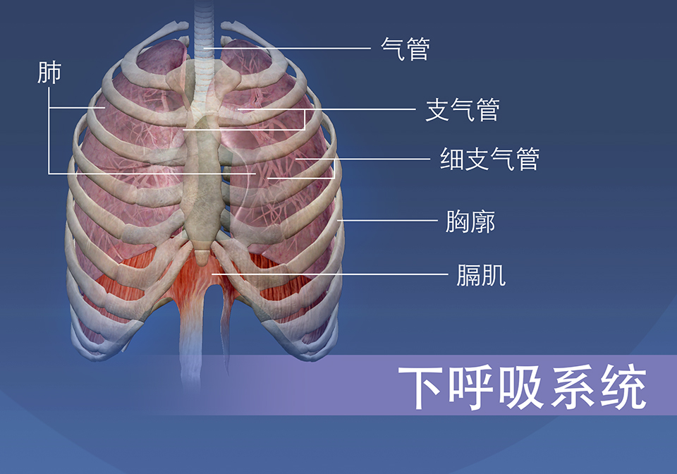 下呼吸系统的结构由气管、支气管、细支气管、胸廓、肺和膈肌组成